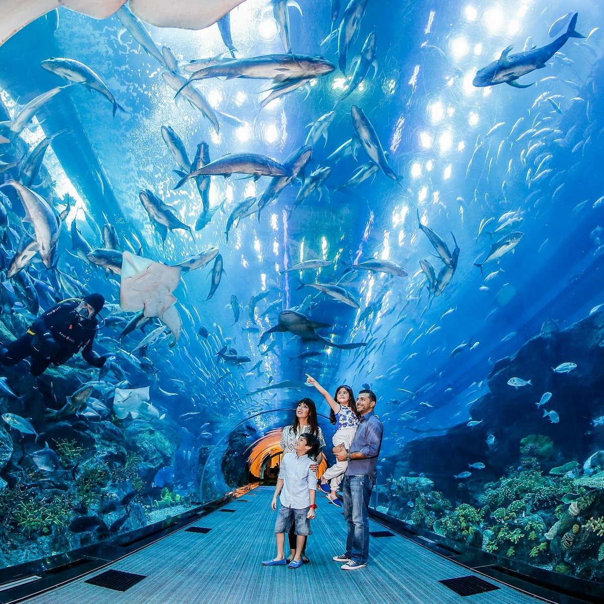 Dubai Aquarium & Underwater Zoo image 1